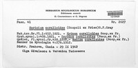 Hericium coralloides image